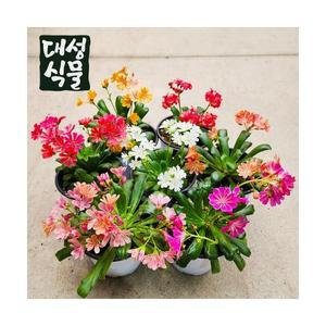레위시아 루이지아 모종 꽃 색상랜덤 소품 다육식물 키우기쉬운 대성식물