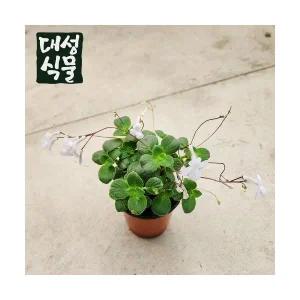 삭소롬 야생화 흰색 보라색 꽃 모종 화분 스트렙토카르푸스 연중개화 소품 대성식물