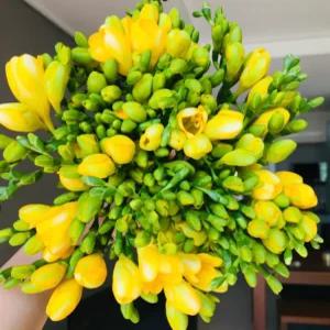 에밀리정원 후리지아 30대 (1번화) 생화 꽃선물 화훼농가돕기번화