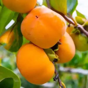 [충북농원] 차량 단감 감나무 묘목 - R1.5~R2/분묘