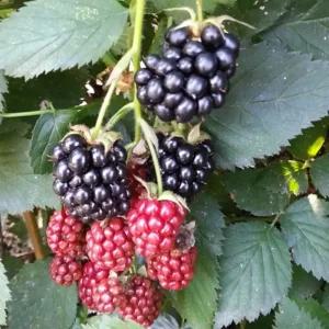 [충북농원] 슈퍼복분자 복분자 묘목 - 1년생~2년생/삽목묘