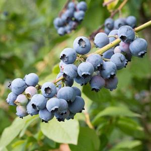 뉴하노버 듀크 블루베리나무 묘목 2.5년생 4년생 5년생 정원 유실수 재배 수확 원예 