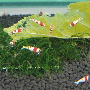 CRS새우 1.2-1.4cm ss급 10마리 관상용 레드비 비쉬림프