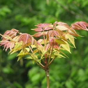 참죽나무 묘목 가중나무 묘목 실생2년생 노지월동 정원수 조경수 (목하원예조경)