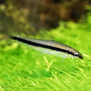 티아쿠아 열대어 시아미즈 알지이터 2마리 청소물고기 관상어