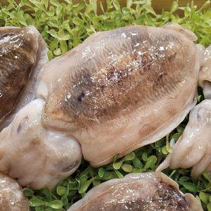 국내산 손질갑오징어 5팩 (총 15마리)