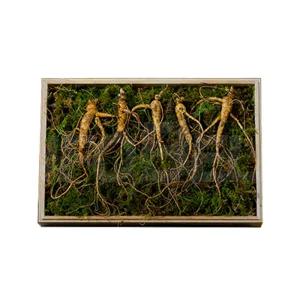 강원도 치악산 산양삼 국내산 자연산 건강 선물 사포닌 산양 삼 산삼 인삼 수삼 산양산삼 1세트