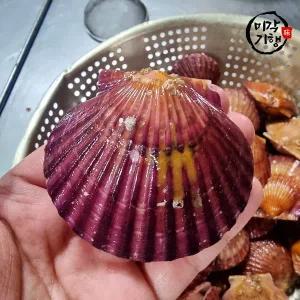 [미각기행] 홍가리비 10kg