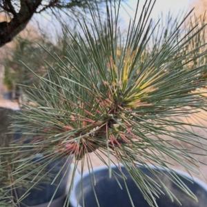 소나무 묘목 전원홍공작송 접목1년 포트묘