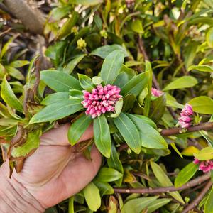 [새싹에서 나무까지] 천리향(서향) 분묘_개화주 (소묘)