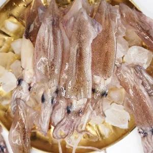 급냉 한입 총알한치 500g (15-23미) *3팩