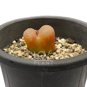 코노피튬마우가니 마후가니 리톱스 희귀다육 식물키우기 플랜테리어