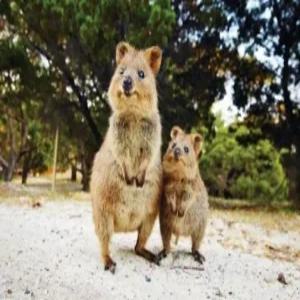 퍼스 7일 #피너클스 사막 #로트네스트 아일랜드 #3일간의 자유일정