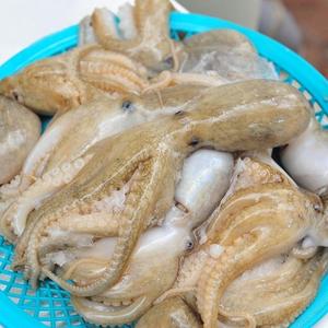 실속형 볶음용 냉동 쭈꾸미 4마리 200g 내외