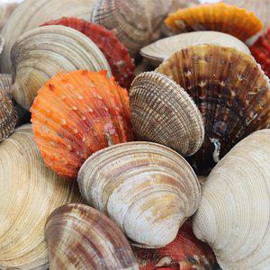 갤러리아 [오늘의바다] 모둠조개구이 실속3종 세트 총 1.7kg내외