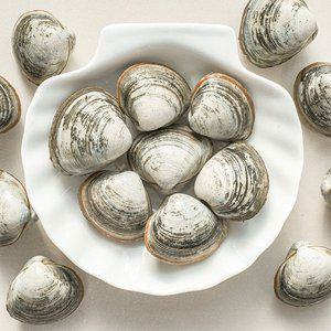 갤러리아 [오늘의바다] 동죽 1kg