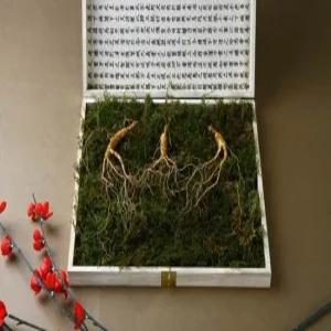 강원 진삼애 산양삼 9-10년근 3뿌리