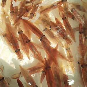 남해안 생물 한치 오징어 구이 숙회 통찜 찜 라면용 1kg