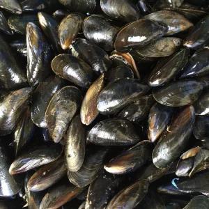 국내산 통영 싱싱한 홍합 5kg 10kg 담치 섭