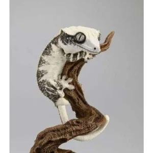 크레스티드 게코 도마뱀 피규어 크레스티드게코 아크릴