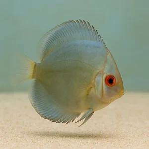 블루 다이아몬드 디스커스 1마리