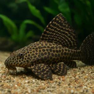 나비비파 2마리