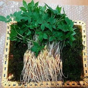 국내 유일 프리미엄 유황 새싹삼 (미니) 15cm내외 70뿌리