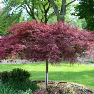 [충북농원] 공작단풍 단풍나무 묘목 - 분묘