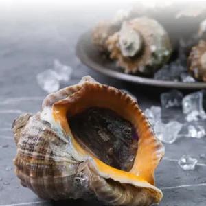 산지직송 고흥 제철 참소라 1kg (중사이즈,7-9미)