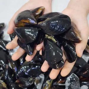 통통 다듬이 홍합 1kg