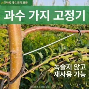 사과나무 가지유인 클립 고정 과수원 스테인레스