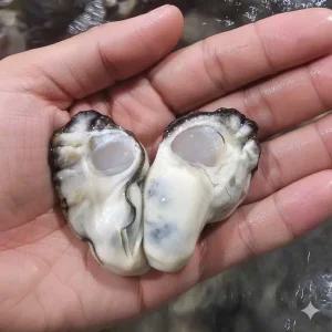 통영생굴 손질 제철 깐굴 요리 찜 1kg