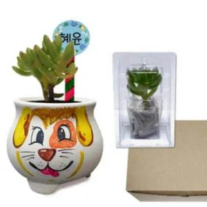[콩심팥심]다육이 키우기 키트 쉬운 반려 다육 식물 화분 세트