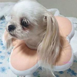 넥카라 쿠션 강아지 꽃피는 고양이ghi435