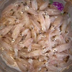 국내산 남해 급냉호래기 꼴뚜기 1kg 100미 내외