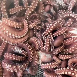 자숙 참문어 (자숙전 1.5kg / 자숙후 900g)