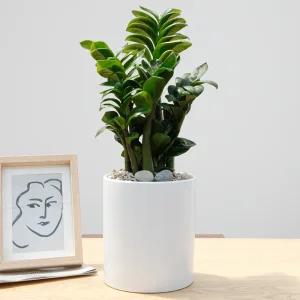 보석금전수 공기정화식물 개업화분 집들이화분 전국꽃배달 