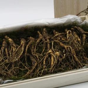 프리미엄 하루한뿌리 산양산삼 산양삼 장뇌삼 (8-10년산 선물용 5뿌리 + 7-8년산 2뿌리)