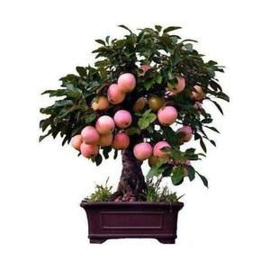 난쟁이 분재 사과나무 고가의 과수종자 파티오 심기용 스위트솝 스쿼모사 벚나무 4종