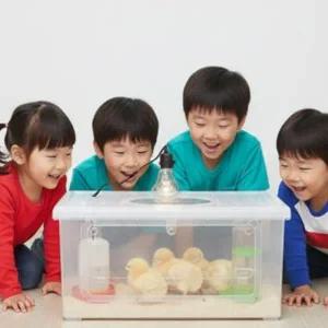 (X4 동물부화-사육용히터) 특대형(앞문내림) 병아리육추기 / 메추리육추기 병아리집 메추리집 조립완제품