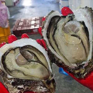 통영 빅사이즈 산지직송 바위굴 4kg(4-6개)