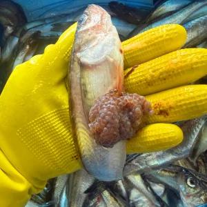 동해안 산지직송 알도루묵 10미