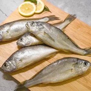 제주 참조기 10미(800g내외)