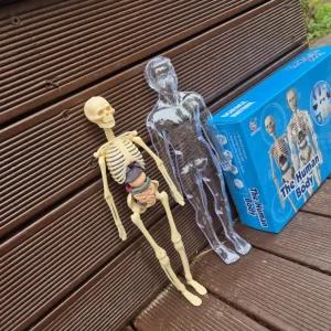 포함 해부학 인체모형 키트 교구 투명케이스 조립