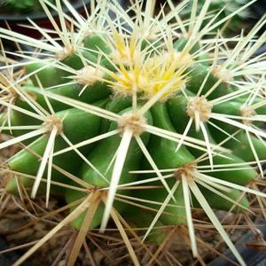 포도밭 미니 금호선인장 부채선인장 알로에화분