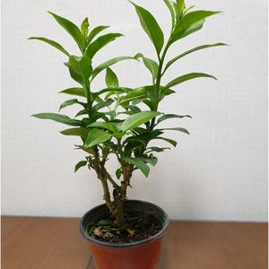 목대가굵은 야래향(한목대) 밤에 향기를 품어내지요