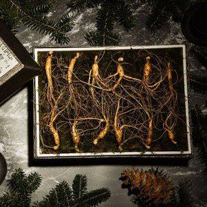 [다농이네]강원도 장뇌삼 산양삼 선물세트 12뿌리 (10-12년근)