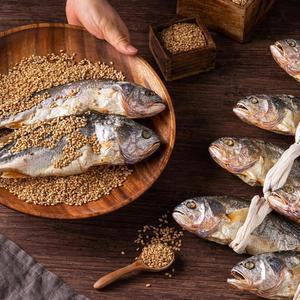 HACCP인증 영광 보리굴비 대10마리(27~28cm 내외) 선물포장(명품지함상자포장)