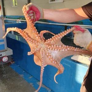 [롯데백화점]물맛남 산지직송 남해안 생물 활 돌문어 1kg내외(1-3미)