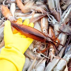 [산해직송]동해 통오징어 3kg(24-30미 내외)